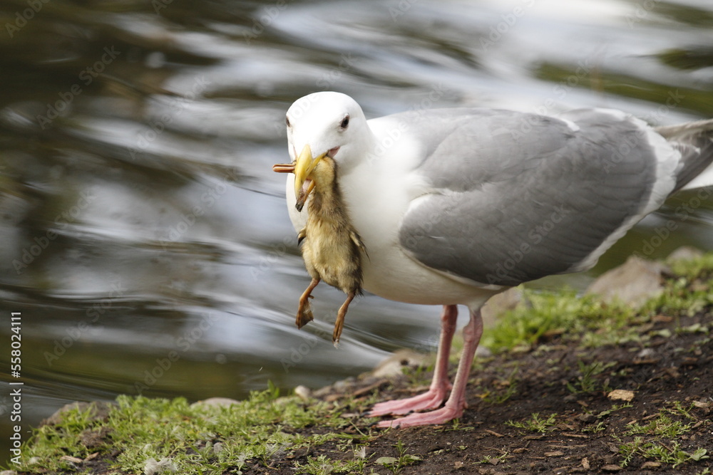 Glaucous-winged Gull seagull catching a duckling in its beak Glaucous-winged Gull seagull catching a duckling in its beak