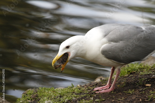 Glaucous-winged Gull seagull swallowing a duckling in its beak photo