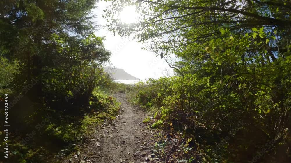 Scenic Hiking Trail in the Rainforest with vibrant green trees. San Josef Bay, Cape Scott Provincial Park, Northern Vancouver Island, BC, Canada. Canadian Nature Background. Cinematic 4k Scenic Hiking Trail in the Rainforest with vibrant green trees. San Josef Bay, Cape Scott Provincial Park, Northern Vancouver Island, BC, Canada. Canadian Nature Background. Cinematic 4k