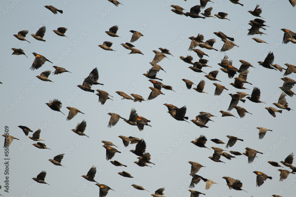 Red-winged Blackbird flock flying up close Red-winged Blackbird flock flying up close