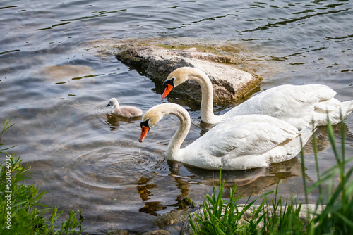 Mute swan parents swimming on a lake with their new born baby cygnet