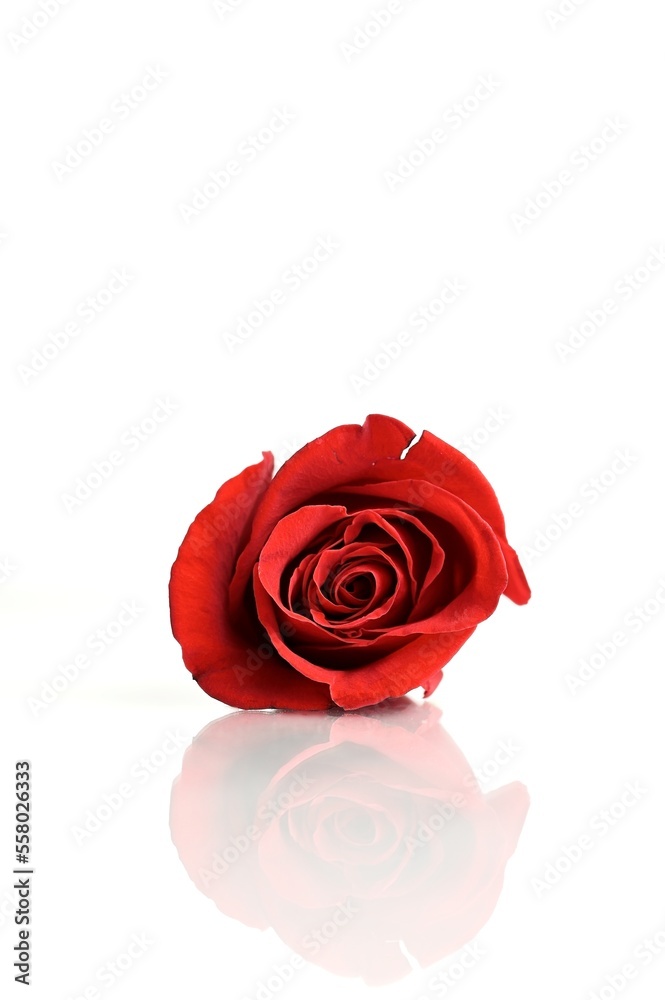 Red rose on white background Red rose on white background