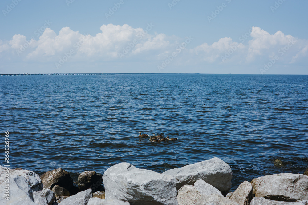 ducks in lake ponchartrain 