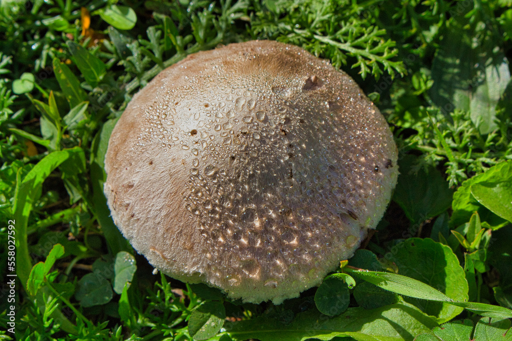 champignon brun vu de dessus avec gouttelettes de pluie et détails