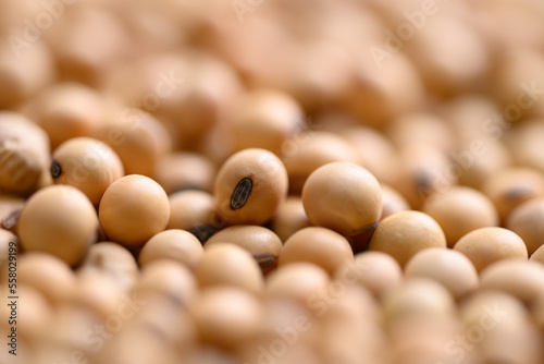 Pile of soybean seeds, food ingredients high protein good for vegetarian and vegan photo
