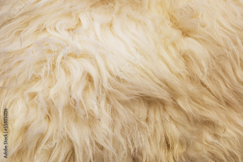 Sheep skin structure.Close up of sheep fur.