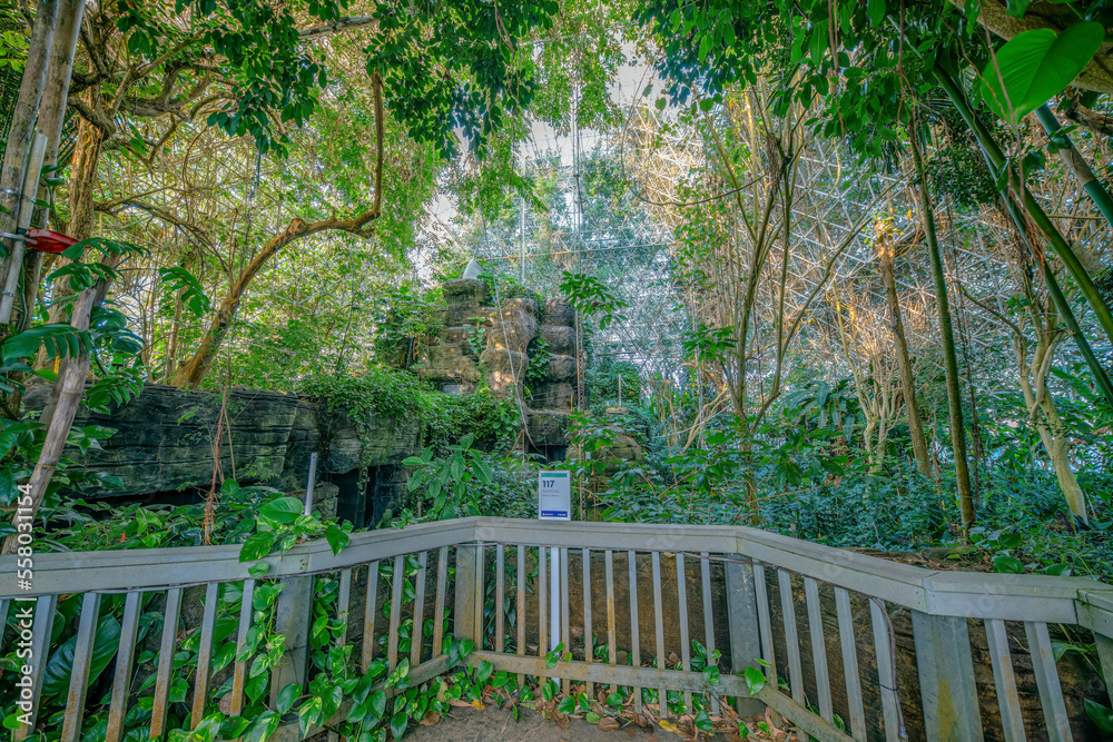 ORACLE, ARIZONA CIRCA NOVEMBER, 2021 Different species of plants and