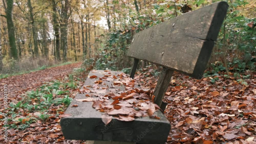 Empty Bench at a Hiking trail in Luxembourg in Fall season Empty Bench at a Hiking trail in Luxembourg in Fall season