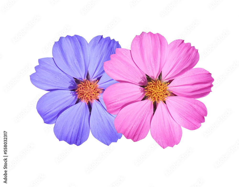 Mexican Diasy or Cosmos flower. Close up small pink-blue flower bouquet isolated on white background. Top view pink-violet exotic flower.