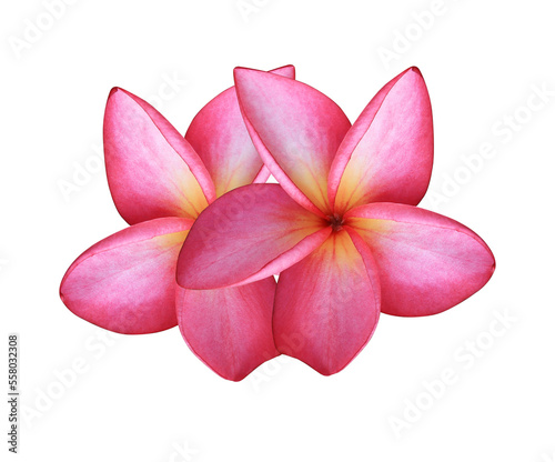Plumeria or Frangipani or Temple tree flower. Close up red-pink plumeria flowers bouquet isolated on white background.