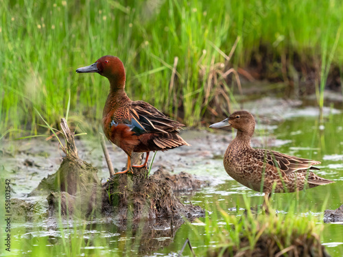 Obraz na plátne A Cinnamon Teal couple standing within a marsh habitat, looking alert prior to takeoff