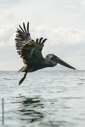 Pelican takes flight above the water