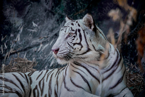 Portrait of white tiger sitting on the rock.