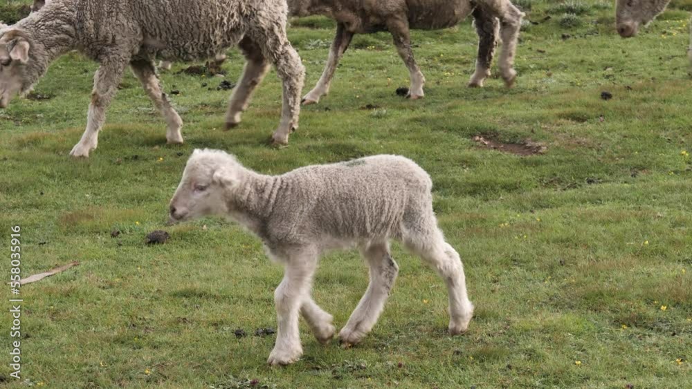 Adorable baby lamb joins sheep herd walking across green pasture Adorable baby lamb joins sheep herd walking across green pasture