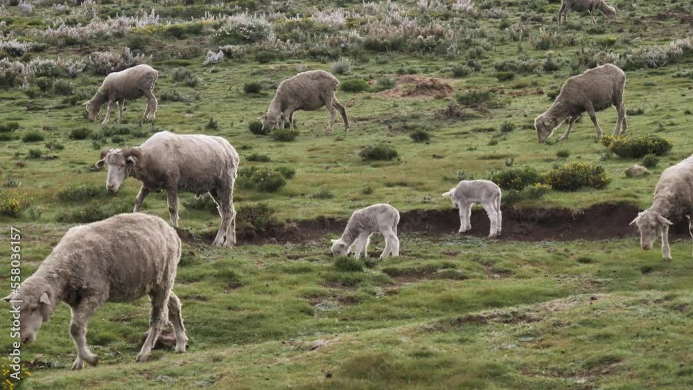 Two little white lambs in green pasture with woolly grey sheep herd Two little white lambs in green pasture with woolly grey sheep herd
