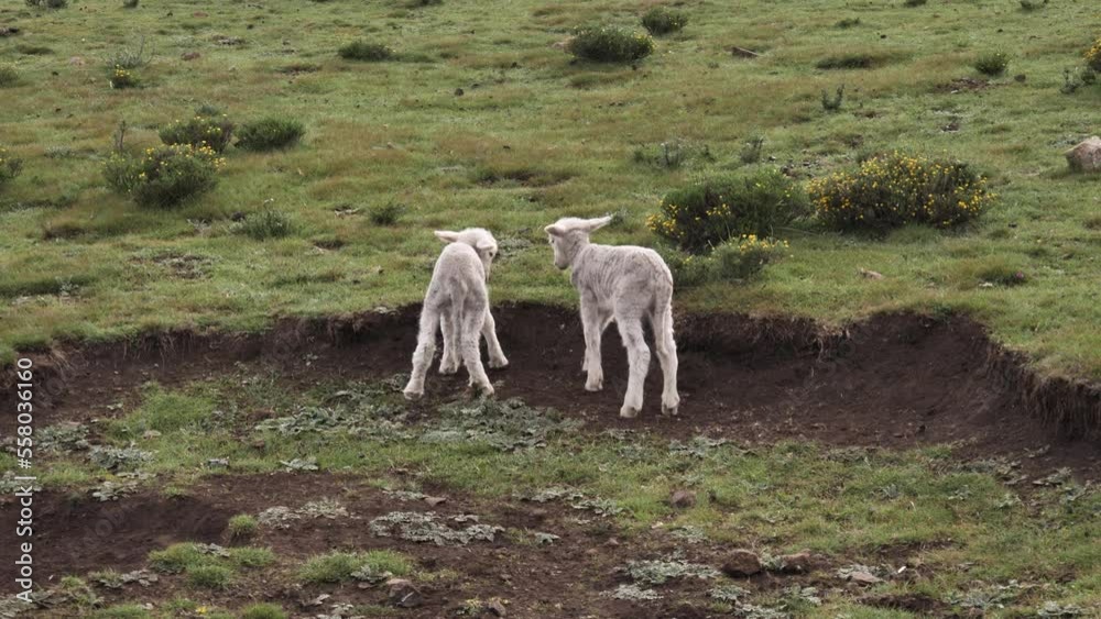 Skinny white lambs with long tails play together in wild green pasture Skinny white lambs with long tails play together in wild green pasture