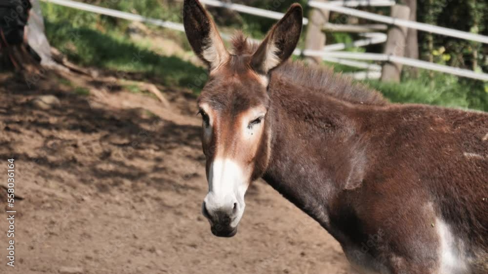 Sleepy donkey in sunny mule corral turns head slowly toward camera Sleepy donkey in sunny mule corral turns head slowly toward camera