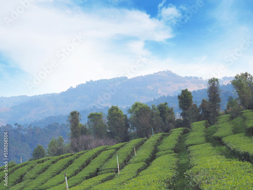 Landscape background of green tea farm on the mountain