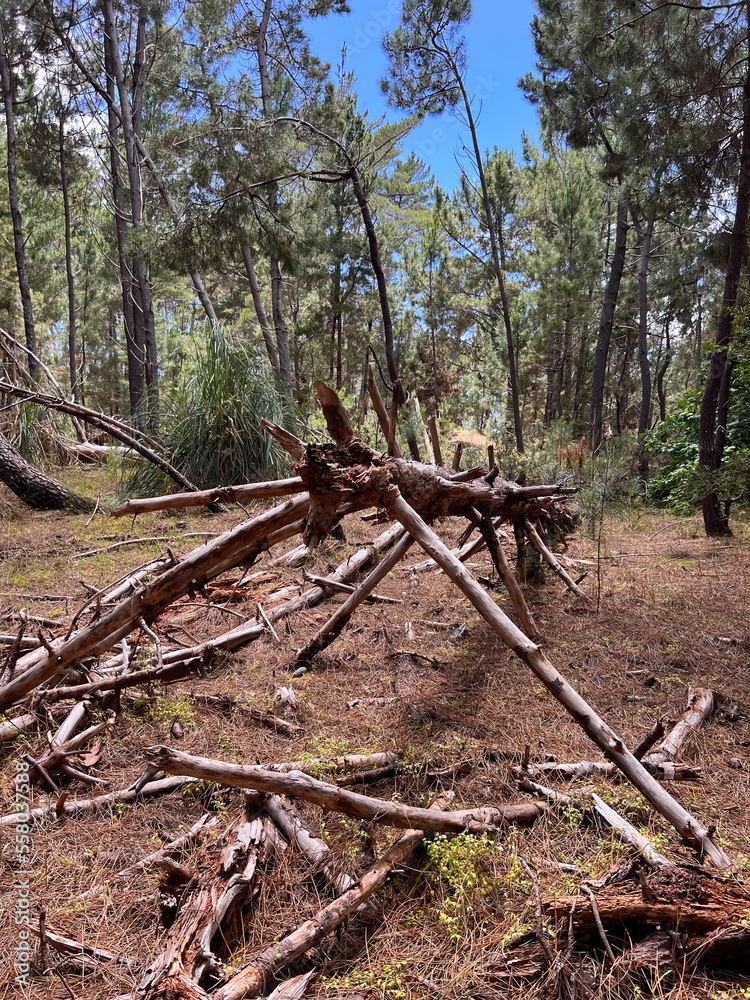 fallen tree