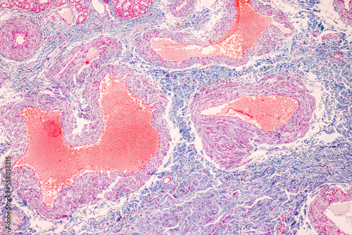 Characteristics Tissue of Olfactory epithelium Human under the microscope in Lab. photo