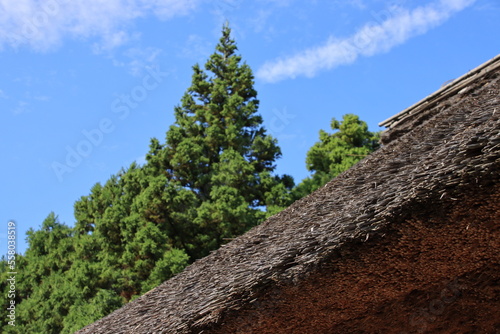 藁ぶき屋根と樹木の風景