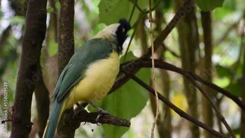Colombian bird, mountain carriqui, cyanocorax incax, making its sounds on a branch. photo