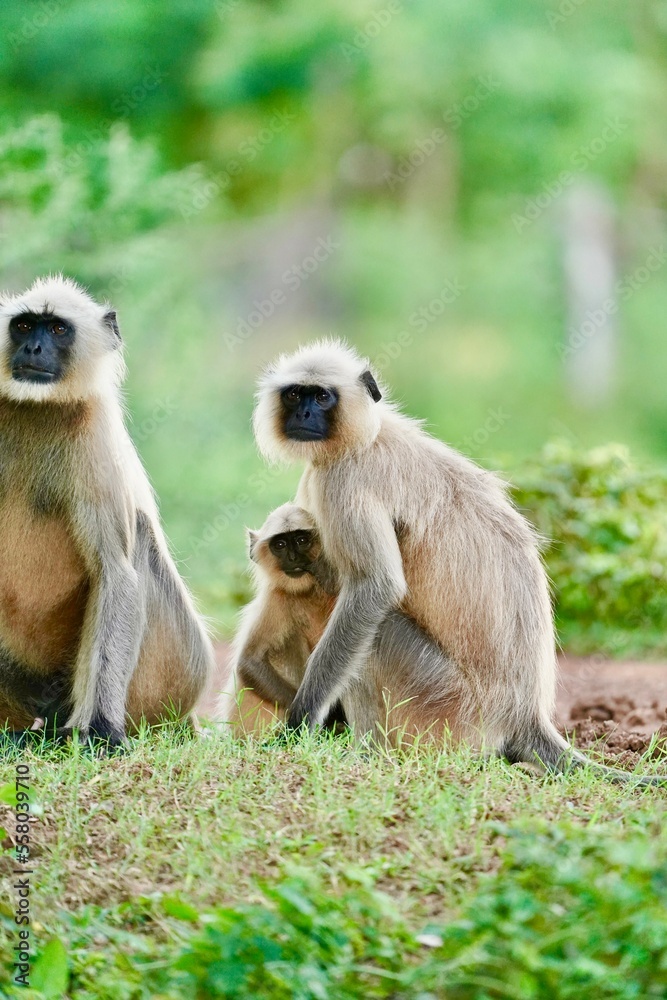 Black face Indian Monkeys or Hanuman langurs or indian langur or monkey family or group during outdoor, Monkey Troop. Family of Indian langur black monkeys resting and grooming- Semnopithecus