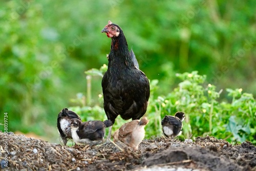 Mother black hen with chickens in a rural yard. Chickens in indian village with green background. Gallus gallus domesticus. Poultry organic farm.Sustainable economy.Natural farming.Free range chickens