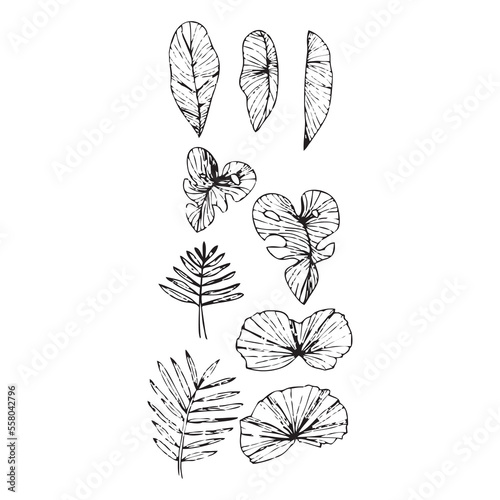 black and white tropical leaf vector