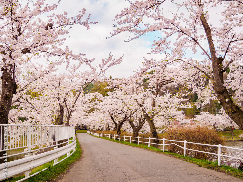 岩手県盛岡市・高松の池の桜並木