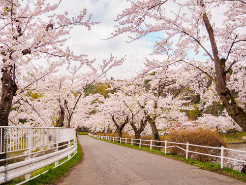 岩手県盛岡市・高松の池の桜並木
