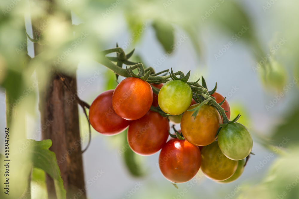 Small tomatoes grown in the orchard