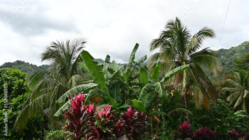 Bananas, coconuts, cordylina grow high in the jungle mountains of the Philippines photo