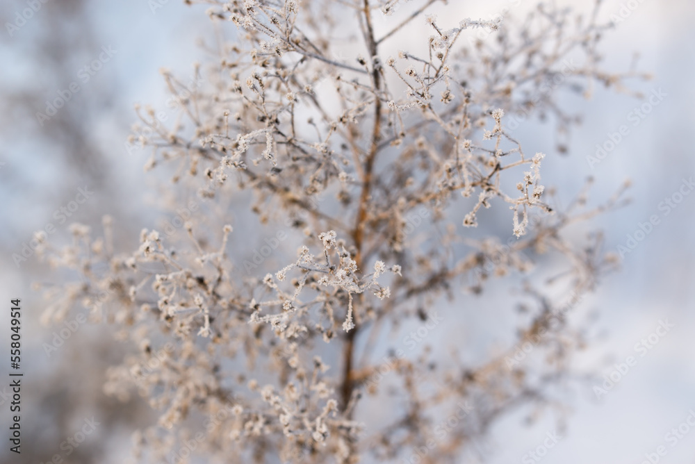 frozen weed with hoarfrost closeup selective focus frozen weed with hoarfrost closeup selective focus