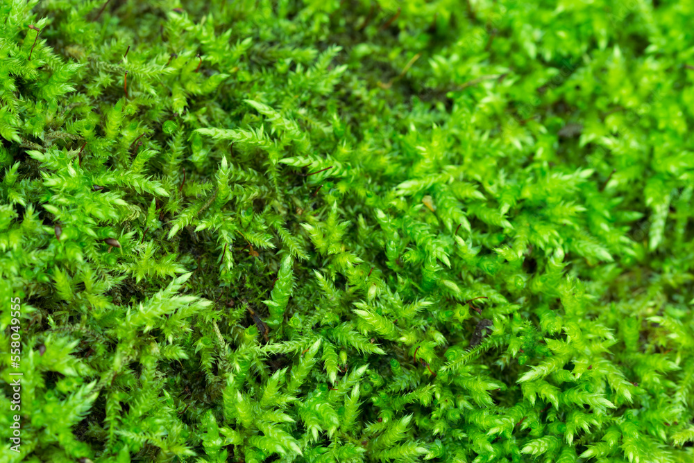 green moss background closeup selective focus green moss background closeup selective focus