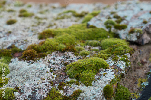 moss and lichen closeup selective focus