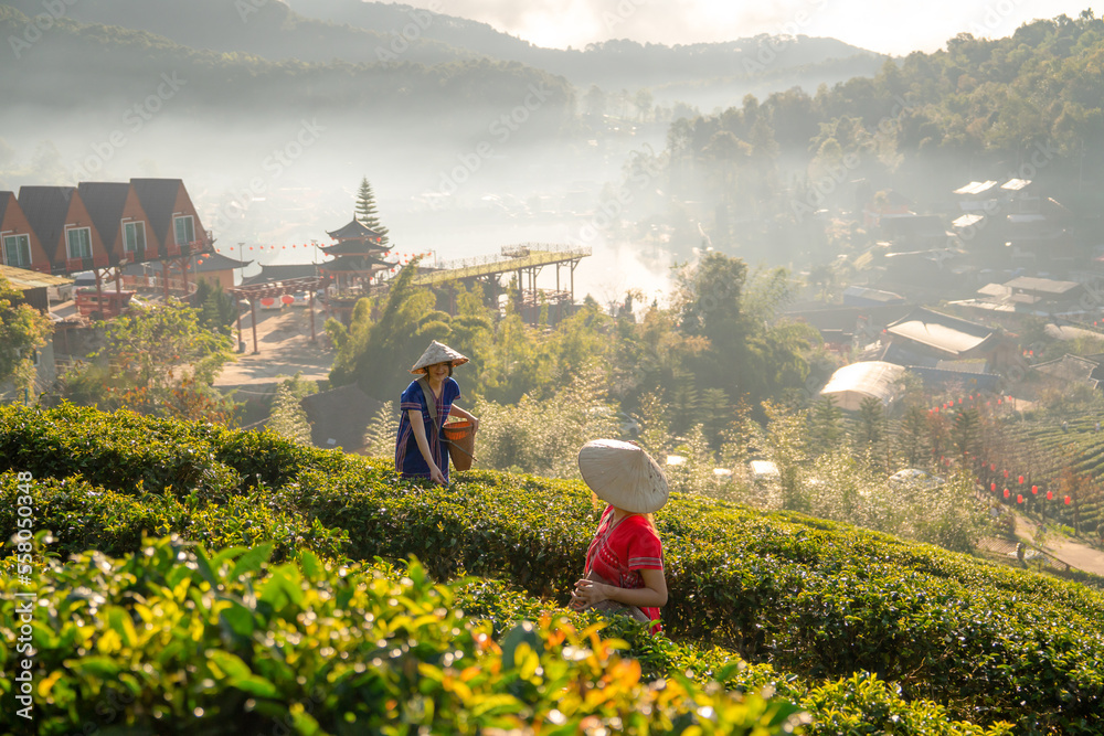 Φωτογραφία Two Asian woman with hilltribe cloth carry basket to collect green tea leafs and talk together during work with warm sun light and mist in area of hill with several building in background