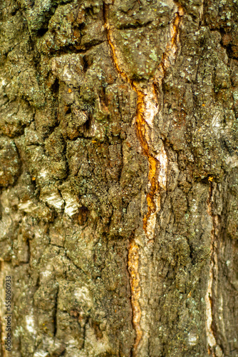 Close-up of the bark of a tree in soft focus at high magnification. Cracks with germinating moss on a old birch. Background for slide or book cover