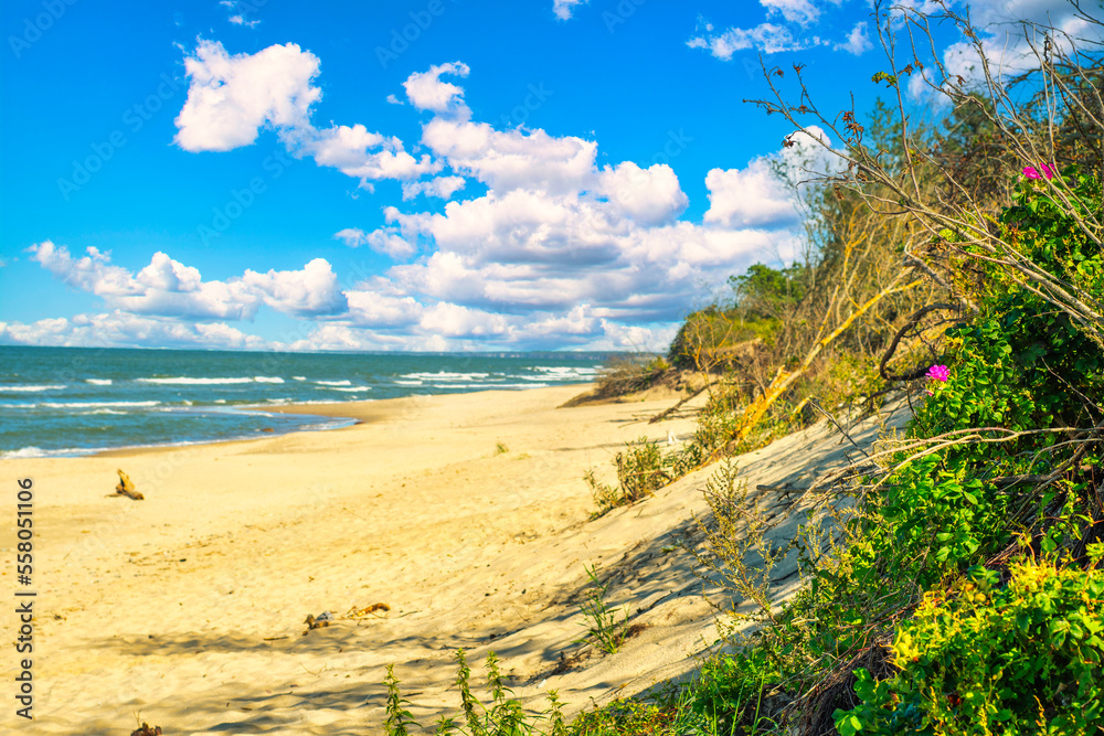 A sandy seashore with green bushes along the edge and small pink flowers. Background with a summer view of the sandy beach.