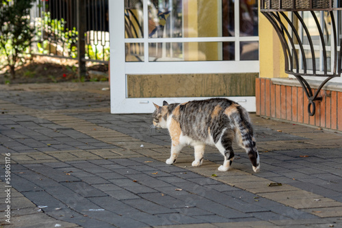 A street cat walks along the pavement near the wall of the building.