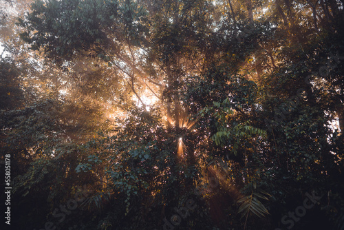 Morning mist on meadow and forest