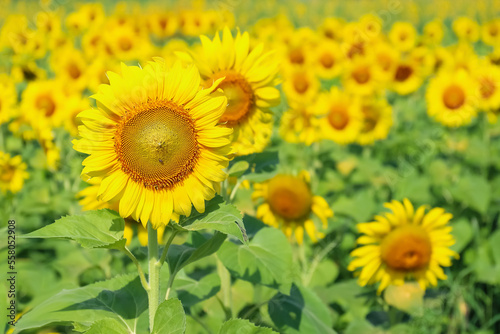agriculture field of sunflowers, close-up view, daylight