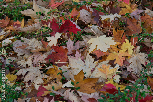 Scene photo with colored autumnn leaves on the ground