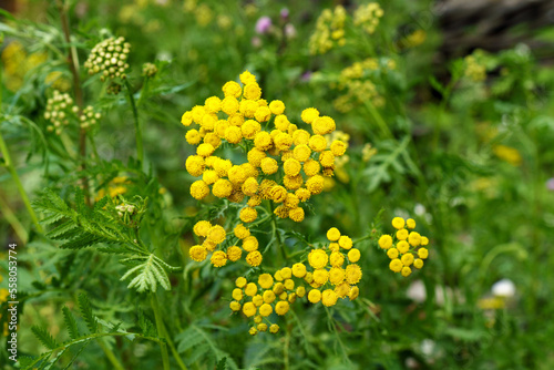 Yellow flowers of common tansy, Tanacetum vulgare. Plant of Tansy Tanacetum vulgare, Common Tansy. Selective focus photo