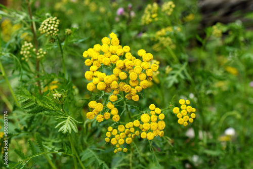 Yellow flowers of common tansy, Tanacetum vulgare. Plant of Tansy Tanacetum vulgare, Common Tansy. Selective focus photo