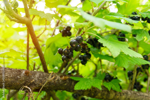 Black currant berries, in the garden in summer. Selective focus on garden berries.