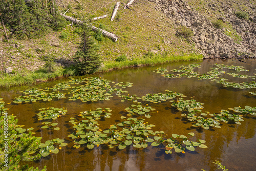 Pond with yellow water lilies in Yellowstone National Park.