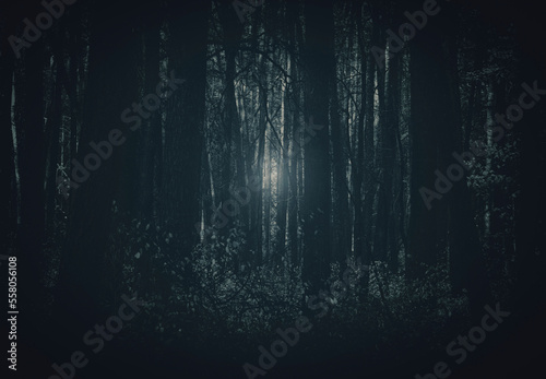 Trunks of trees in a dense forest. © sv_production