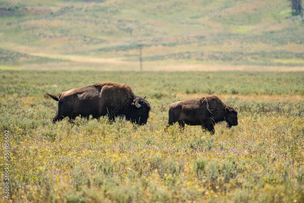 Bisons feeding in the meadow in Yellowstone National Park. Bisons feeding in the meadow in Yellowstone National Park.
