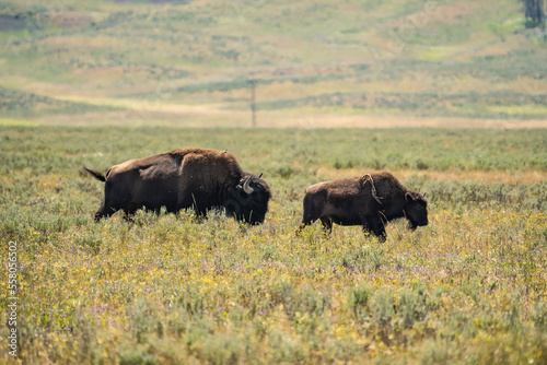 Bisons feeding in the meadow in Yellowstone National Park.